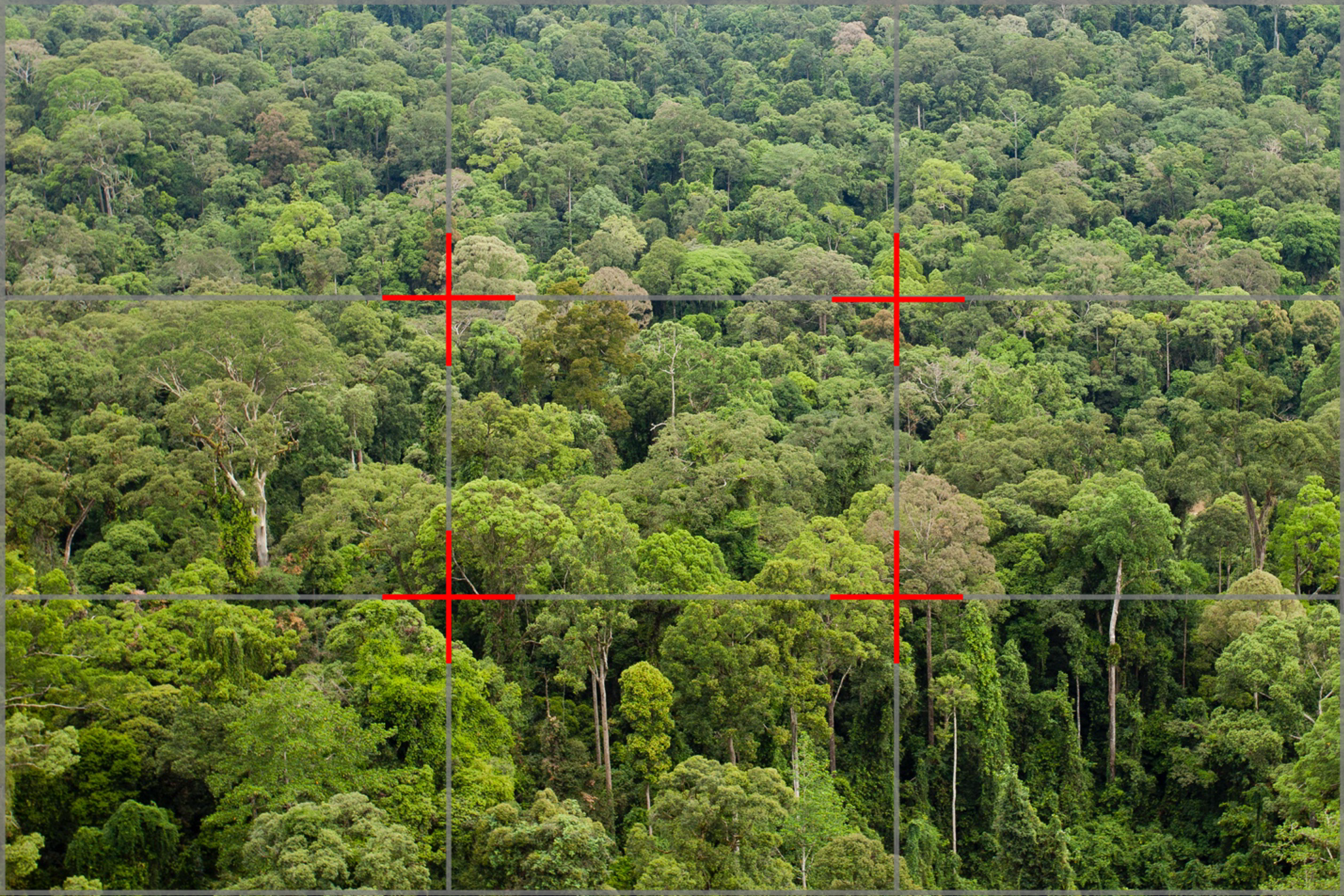 an aerial photo of a rain forest in Borneo with rule of thirds